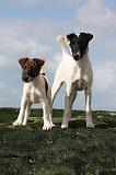 FOX TERRIER POIL LISSE 207